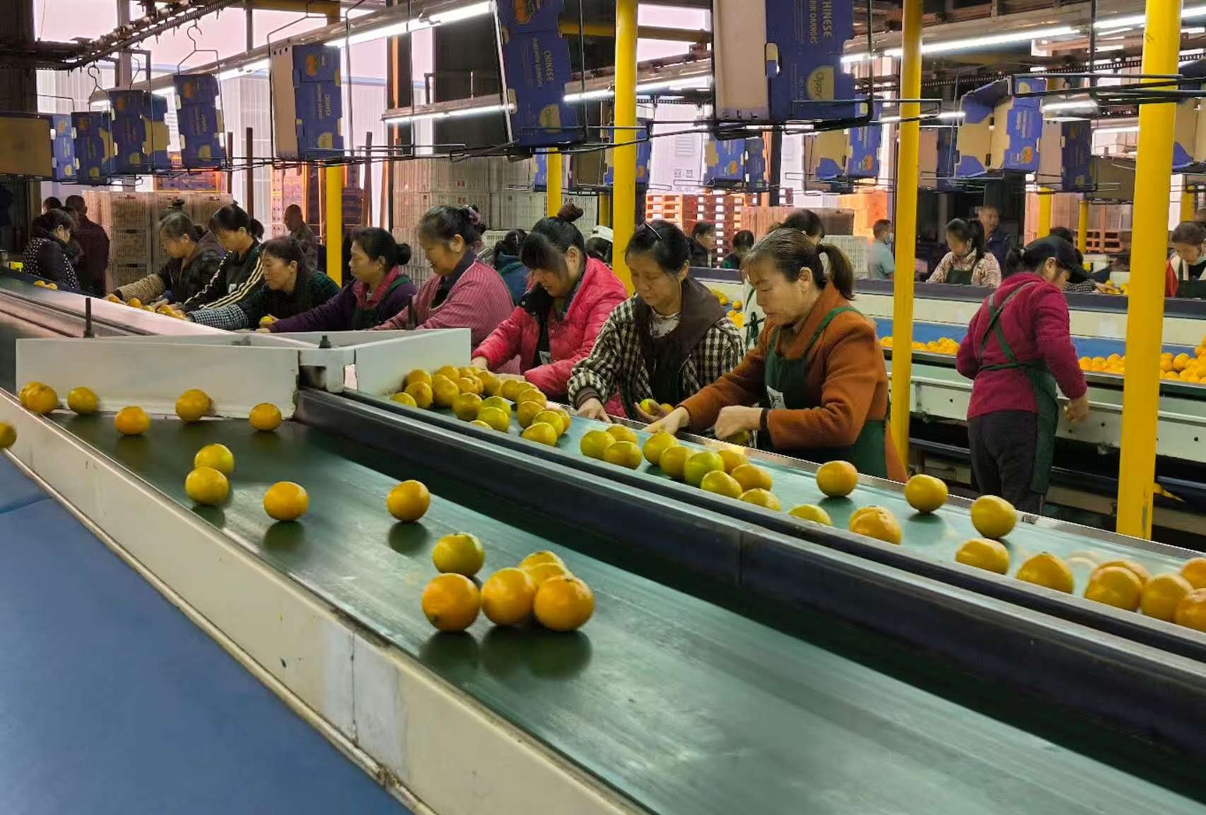 柑橘分拣生产线